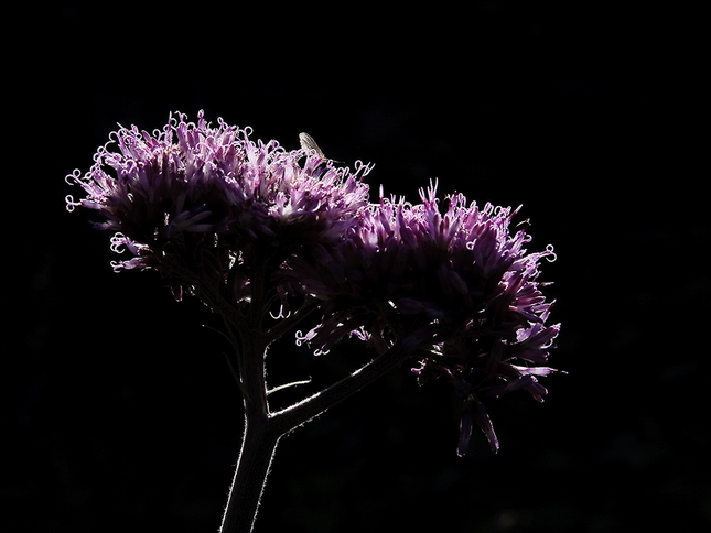 Drobnosti prírody 28