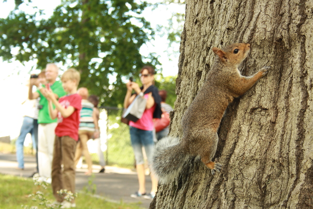 podme fotiť veveričky