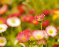 Flora 2011