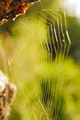 Spidery Bokeh