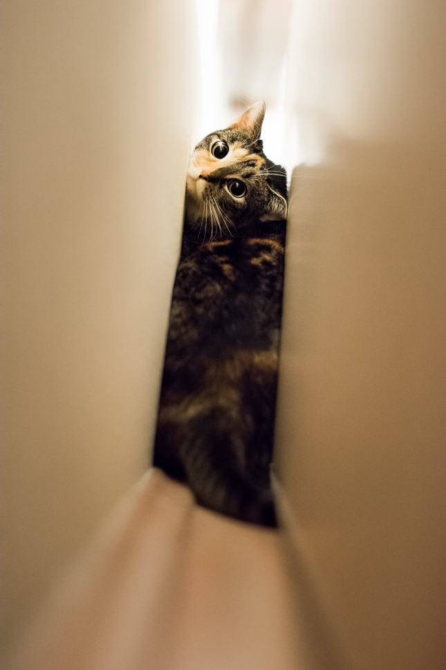 Kočičák v úkrytu