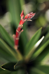 Oleander