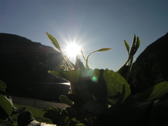 ruža