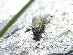 oči