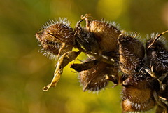 Makro príroda