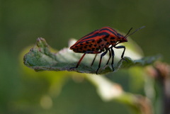 Priroda