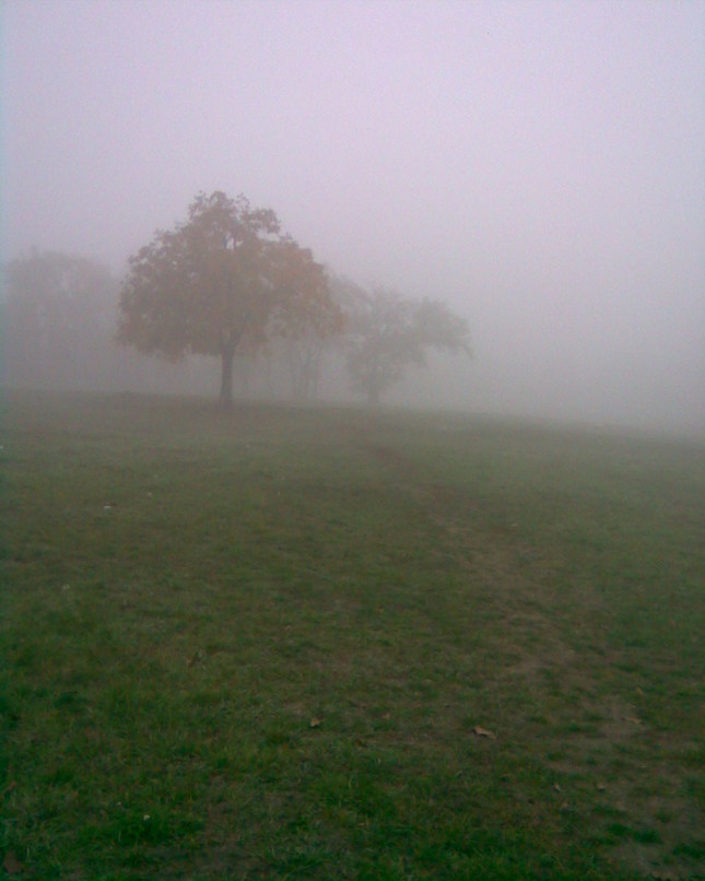 strom v hmle