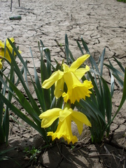 narcis