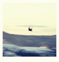 One flew over the...