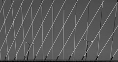 crisscross