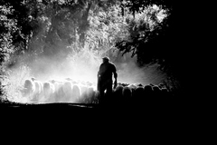 shepherd