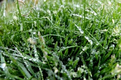 fresh grass