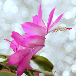 Schlumbergera truncata