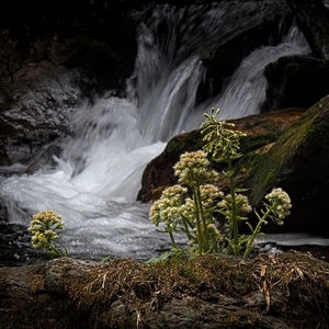 devětsil na Bílé Opavě