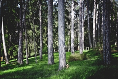 Magic Forest