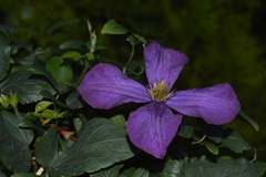 Plamienok