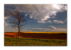Že vraj v brázde strom nerastie