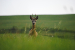 Capreolus capreolus