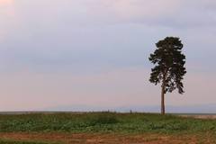 lonely