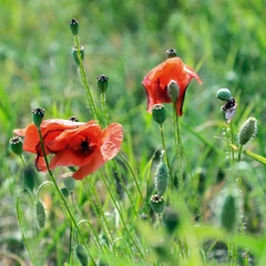 Makovička