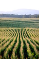 Kukuričné pole