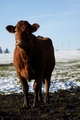 Moo