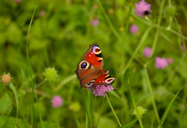 Summer colors