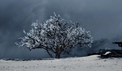 Strom