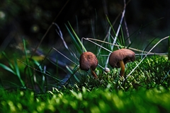 Mushrooms