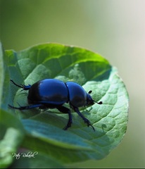 Macro