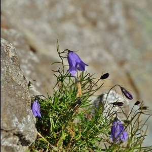 Campanula rotundifolia