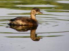 Potápka