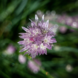 Allium schoenoprasum 2