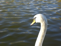 Hanley park