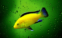 Alfonz - žltá rybka