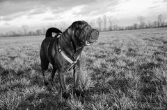 Duffo II