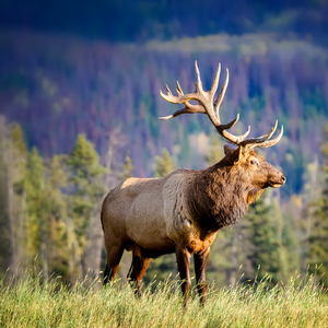 Elk wapiti