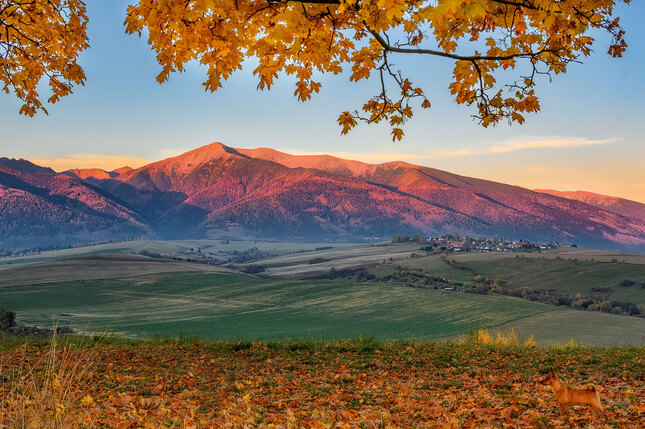 Západné Tatry a psík