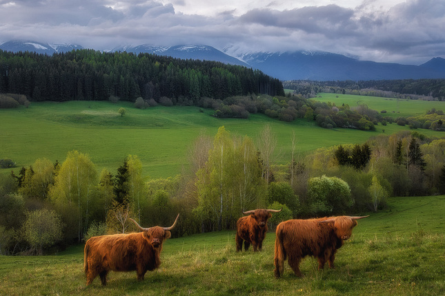 škótske kravy