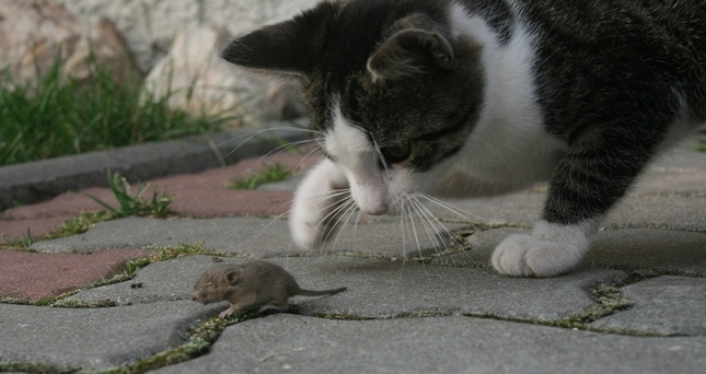 myš a mačka