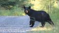 Black bear