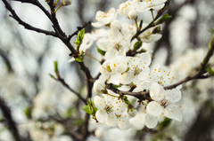 Spring is comming