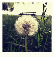 Púpava (Taraxacum officinale)