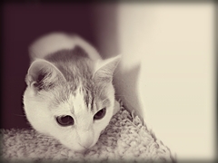 Milky