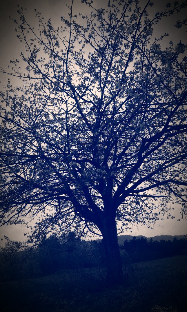 Strom