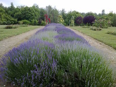 Levandula
