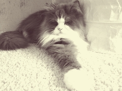 Symon