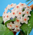 voskovka
