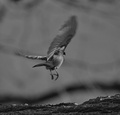 NikonD3100
