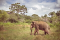 Slon v rezervácii